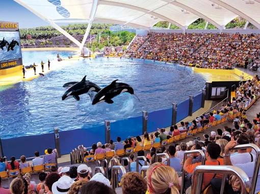 Orca show at Loro Parque