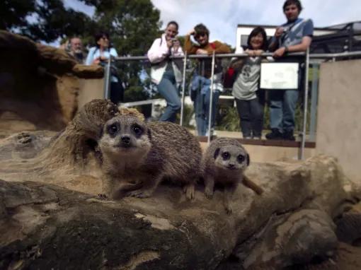 Meet the Meerkats – Experience Voucher