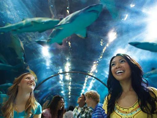SeaWorld California One Day Ticket with Six Days Free