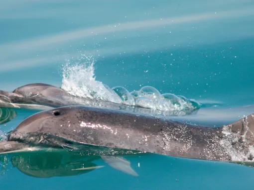 Dolphin Watching for Two - Experience Voucher