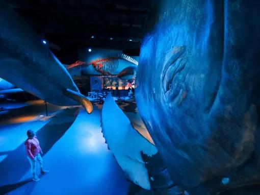 Whales of Iceland Exhibition - Entrance Ticket