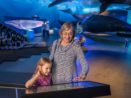 Whales of Iceland Exhibition - Entrance Ticket
