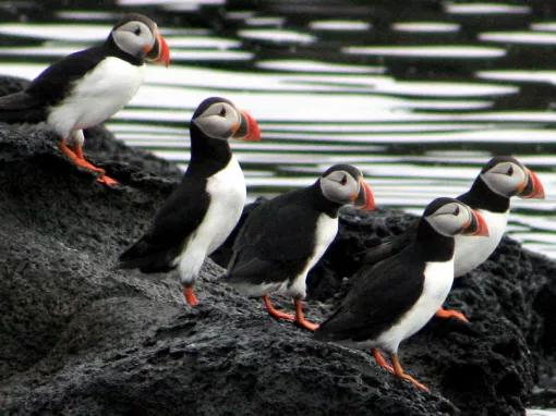 Puffin Watching from Reykjavik