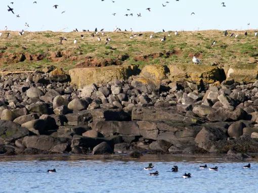 Puffin Watching from Reykjavik