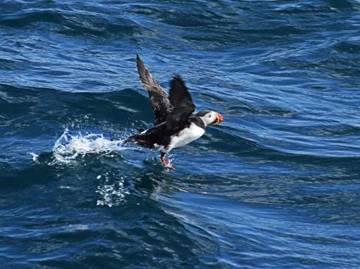 Puffin Watching from Reykjavik