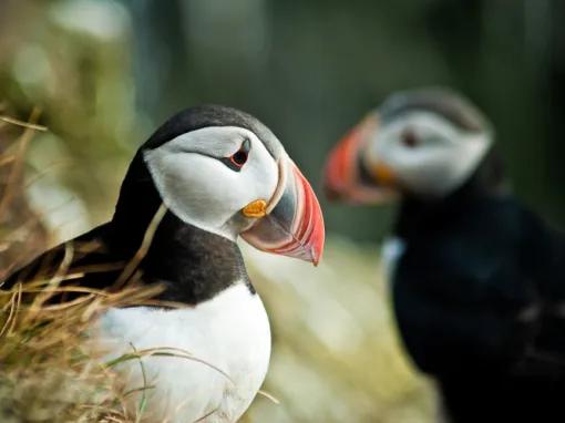 Puffin Watching from Reykjavik