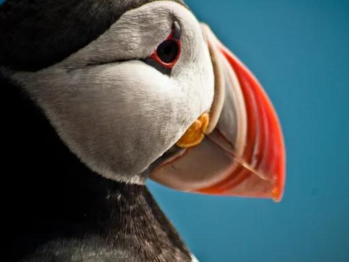Puffin Watching from Reykjavik