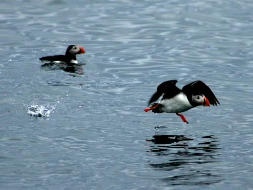 Puffin Watching from Reykjavik