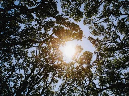 Rangitoto Volcanic Explorer Tour