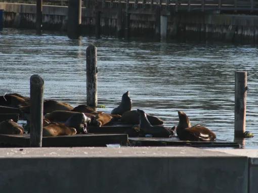 Golden Gate Bay Sightseeing Cruise