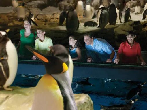 2-Park SeaWorld and Aquatica California Ticket