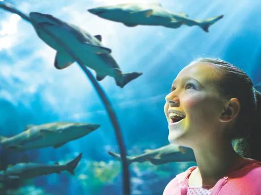 2-Park SeaWorld and Aquatica California Ticket