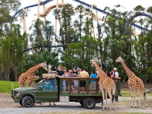 Serengeti Safari at Busch Gardens