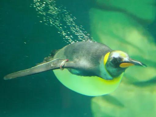 Ski Dubai Penguin Encounter