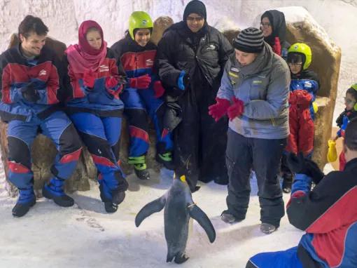 Ski Dubai Penguin Encounter