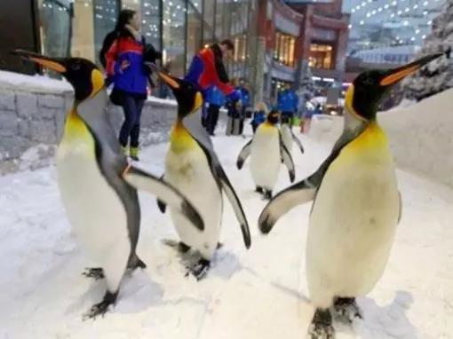 Ski Dubai Penguin Encounter