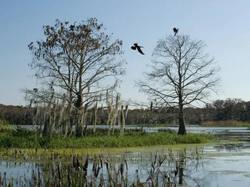 Boggy Creek One Hour Scenic Nature Airboat Ride 