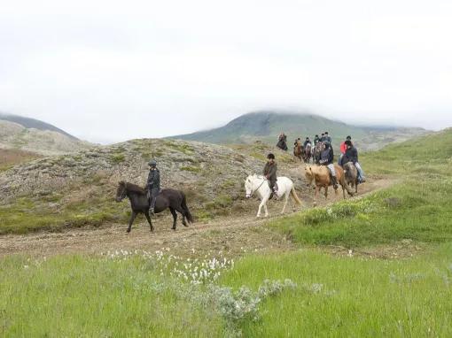 The Viking Horse and Golden Circle Afternoon