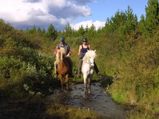 The Viking Horse and Golden Circle Afternoon