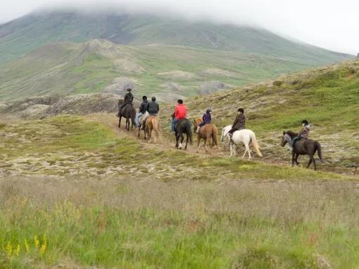 The Viking Horse and Golden Circle Afternoon