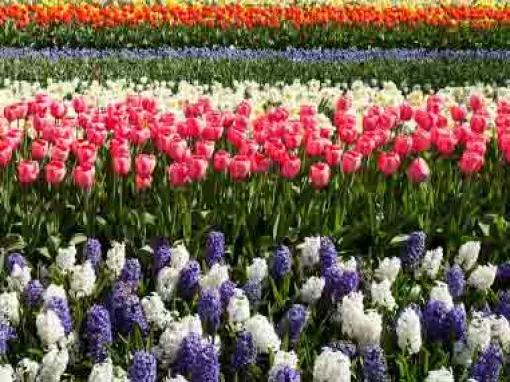 Tulip Flower Fields, Keukenhof and Visit To Bulb Farm
