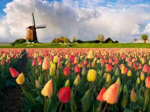 Entry to Keukenhof and Return Transfer