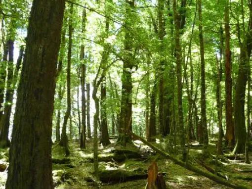 Wakatipu Basin Safari of the Scenes 4WD Tour