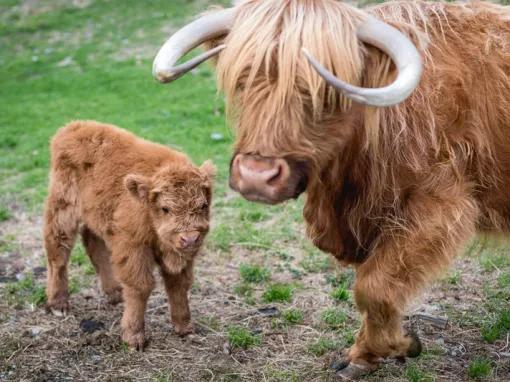 Walter Peak High Country Farm