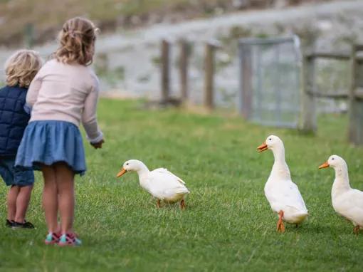 Walter Peak High Country Farm