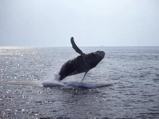 New England Aquarium Whale Watch Cruise