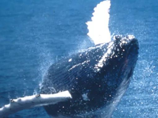 New England Aquarium Whale Watch Cruise