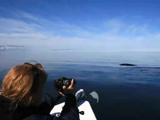 Whale Watching Iceland