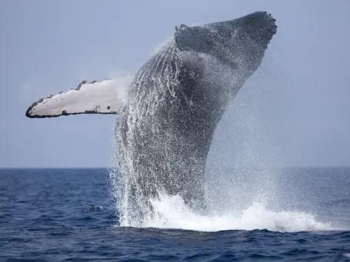 Whale Watching Iceland