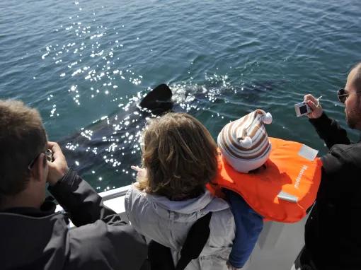 Whale Watching Iceland