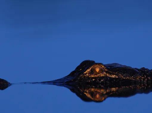 Wild Florida Airboat Night Ride with Gator Park Admission