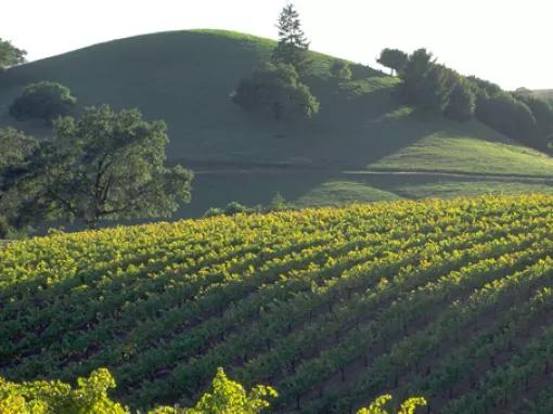 California Wine Country - Half Day Tour to Sonoma from San Francisco 