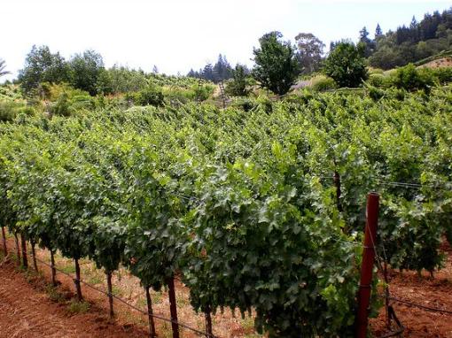 California Wine Country - Half Day Tour to Sonoma from San Francisco 