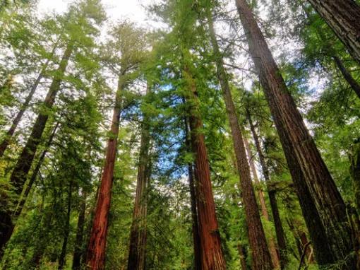 Yosemite National Park in a Day