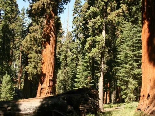 Yosemite National Park in a Day