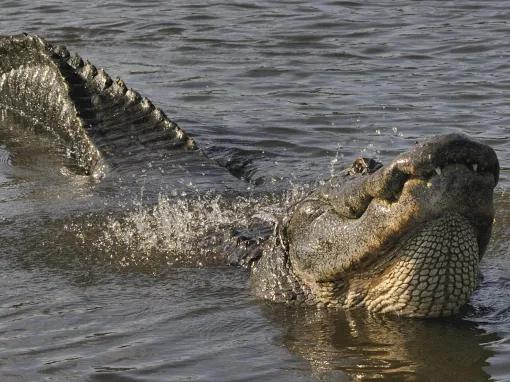 Swimming alligator at Gatorland in Florida