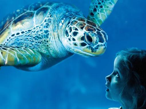 Sea Life Orlando Tickets