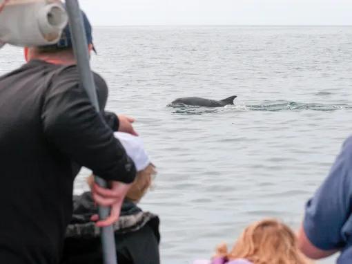 Dolphin Watching for Two - Experience Voucher 