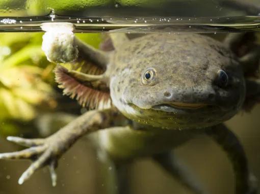 Sea Life Orlando Tickets