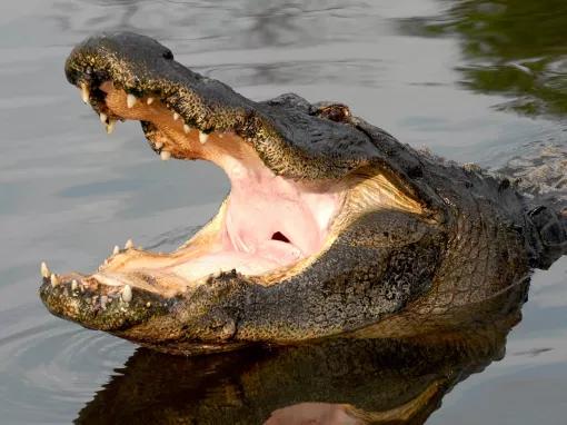 Alligator bellow at Gatorland in Florida