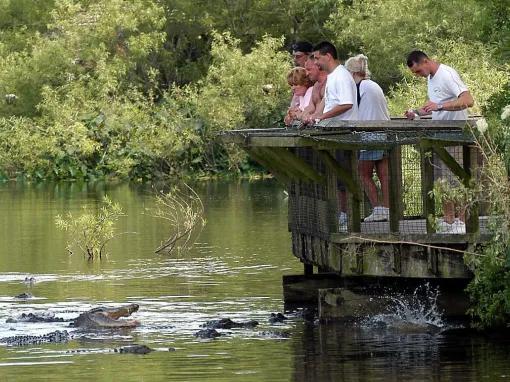 Guestings feeding Alligators at Gatorland in Florida