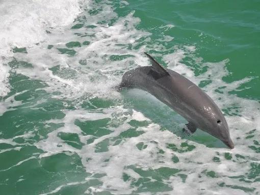 Dolphin Encounter Cruise in Clearwater