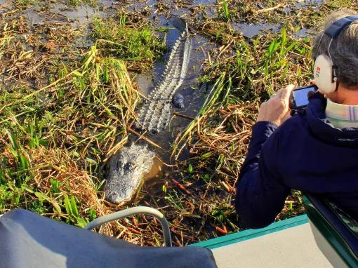 Spottng alligators on an airboat ride at Wild Florida Orlando