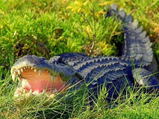 Alligator at Wild Florida Airboats in Orlando