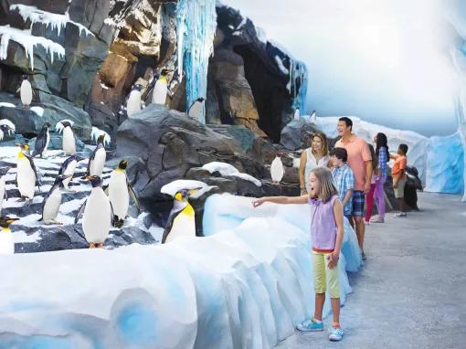 Antarctica: Empire of the Penguin at SeaWorld Orlando