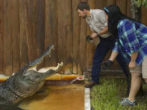 Gator Feeding at Gatorland Orlando